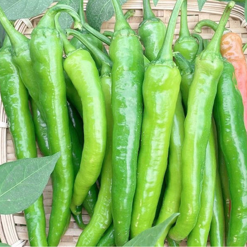 Hangjiao No.1 Pepper Seeds