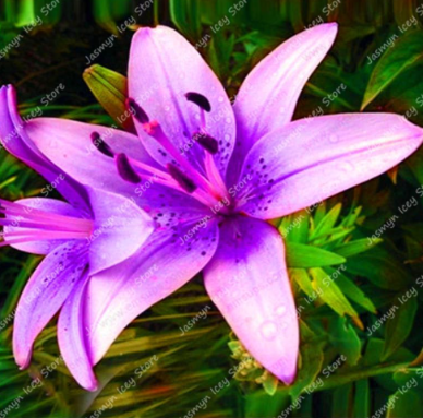Lily Flower Seed Not Lily Bulbs Pleasant Fragrance Planting Potted