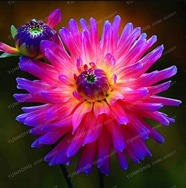 Multi-Colored Dahlia Bulbs Beautiful Perennial Dahlia Flower Bulbs