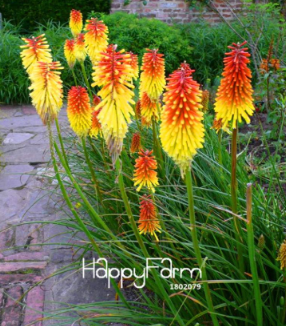 Kniphofia Flower Seed red hot pokers-Plants So Pretty Long Blomming Fiery-hued Flowers Light