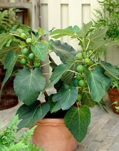 Fig Plants Balcony Potted Fruit Tree Fig Seed Ficus Carica Seed