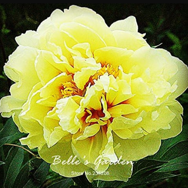 Hybrid Variety RHS AGM Peony 'Bartzella' Seeds Soft Yellow Peony Seeds