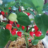 Fruit-flavored Lantern Pepper Seeds