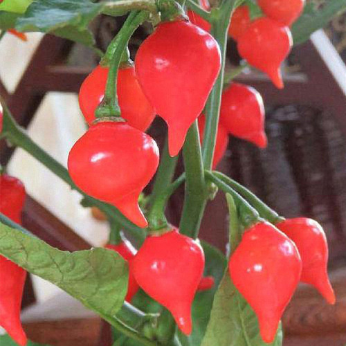 Fruit-flavored Lantern Pepper Seeds