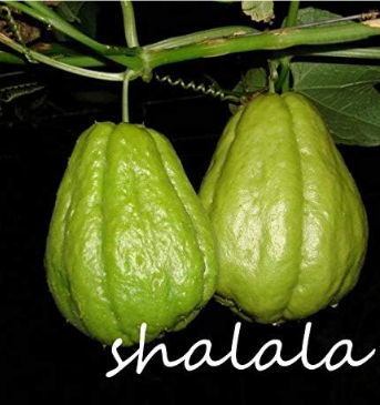 Chayote Seed Vegetable Garden Seed High-Nutrition Pumpkin Perennial Health Vegetables Plants for Garden