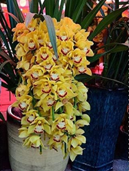Dendrobium Orchid, Potted Plant Flower in Seed Rare Orchid Plants