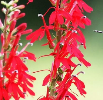Seeds Lobelia is Flower Hummingbirds
