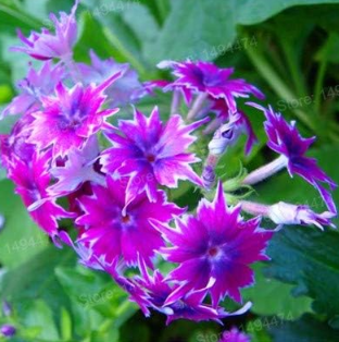 Home Garden Plant Phlox Twinkle Star Plants Phlox Drummondii Cuspidata Flower Seeds