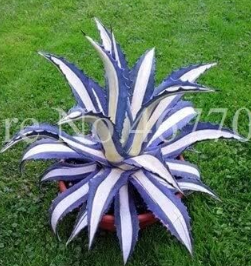 Aloe Cacti Agave Rare Succulent Plants Indoor Planta Agave-Americana Potted