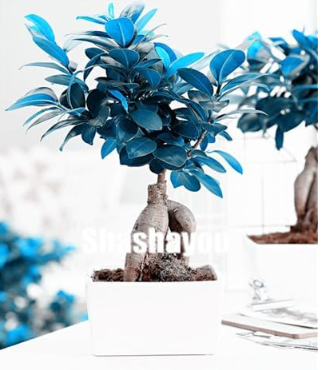 Ficus Seed Rare Tree Plants Seed Tropical Garden Decorative Flower Evergreen