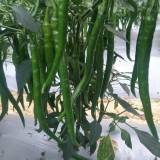 Xiangla No.6 Chili Pepper Seeds