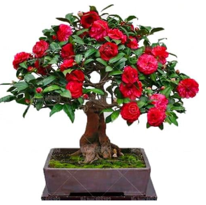 Camellia Seed Plants Common Camellia Flowers Perennial Indoor Or Outdoor Potted Plant