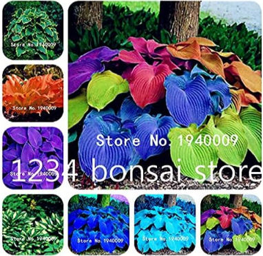 Hosta Plants Seeds,Hosta 'Whirl Wind', hosta Flower (Color: Mixed)