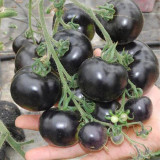 Black Knight Tomato Seeds
