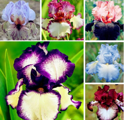 Iris Germanica Bearded Iris Exotic, Hardy Perennial Flower
