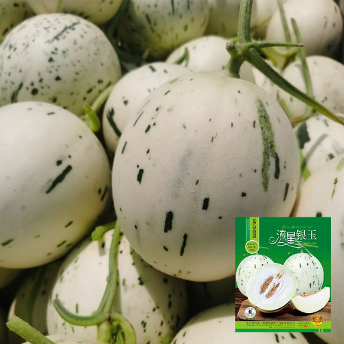 Meteor Silver Jade Melon Seeds