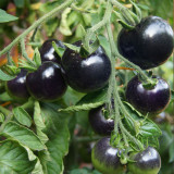 Black Knight Tomato Seeds