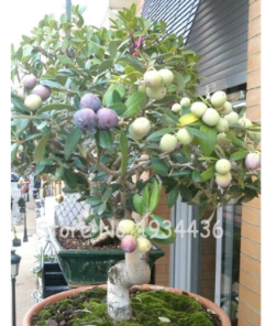 Rare Olive Seed Seed (Olea Europaea) Mini Seed