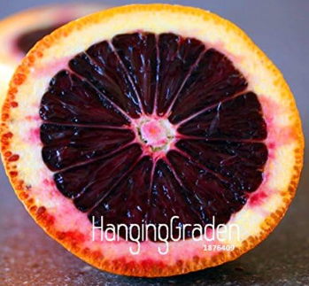 Rare MORO BLOOD orange Red Blood Orange garden Seed