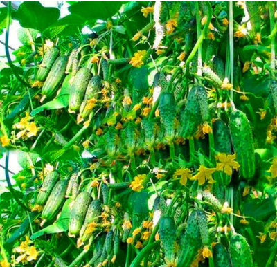 Fruit Cucumber Seed, Fresh Vegetable Plants Balcony Potted Japanese Small Cucumber