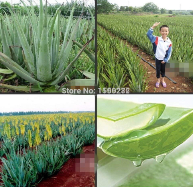 Chinese Heirloom Edible Aloe Vera semillas - Bonsai Succulent