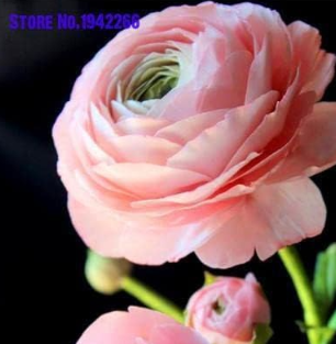Ranunculus Flower Double Flap Ranunculus Asiaticus Seeds