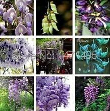 Purple Wisteria Flower Seed Wisteria Flower,Chinese Wisteria Seed