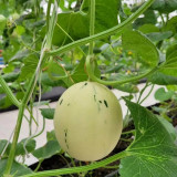 Meteor Silver Jade Melon Seeds