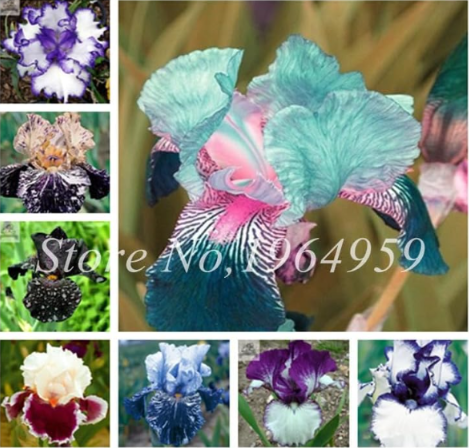 Mixed Iris Flower Seed Rare Color Beautiful Flower Bearded Iris Seeds