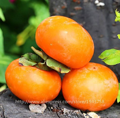 Persimmon, Diospyros Kaki, Exotic Seed, Beautiful & Fruit Tree, Fruit