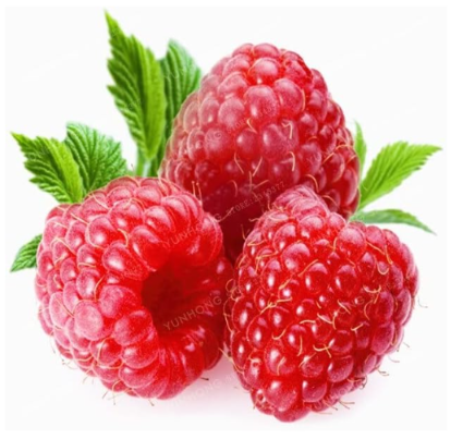 Raspberry Seed Organic Heirloom Fruit Seed