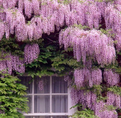 Rare Wisteria sinensis Climber, Hardy Perennial Flower Seeds
