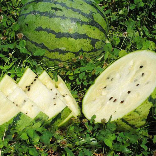 Snow Pear White Watermelon Seeds