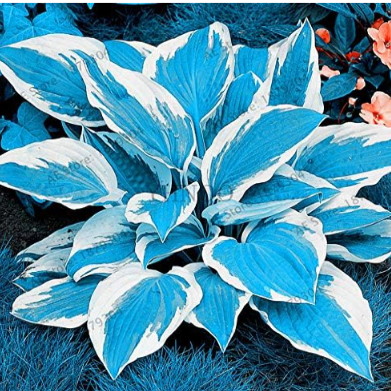 Hosta Seed Perennials Plantain Rare Lily Flower White Lace