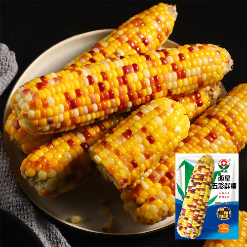 Colorful Glutinous Corn Seeds