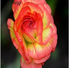 A Set Ranunculus asiaticus Flower Bulb