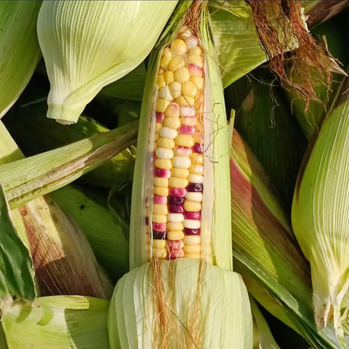 Colorful Glutinous Corn Seeds