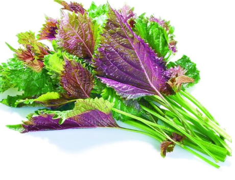 Purple Perilla Bonsa Vegetables Herb Shiso Seed Traditional Chinese Medicine