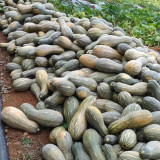 Beimi No.3 Pumpkin Seeds