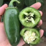 Jintai Hongjiao Chili Seeds