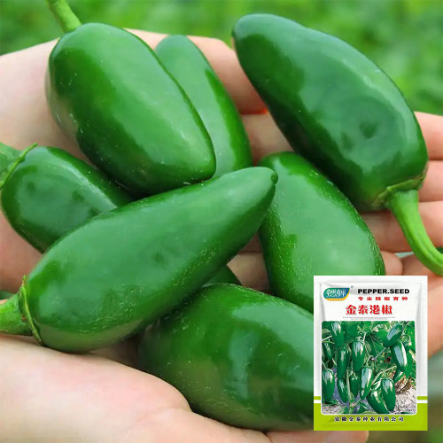 Jintai Hongjiao Chili Seeds