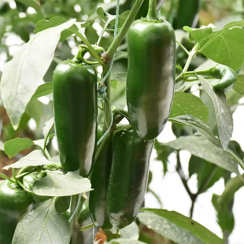 Jintai Hongjiao Chili Seeds