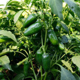 Jintai Hongjiao Chili Seeds