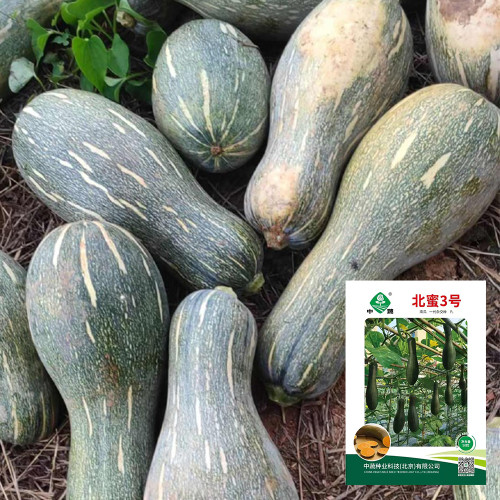 Beimi No.3 Pumpkin Seeds