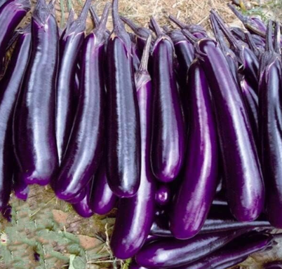 Ukraine Long Purple Eggplant Seed Nutrition Vegetable Plant Seeds