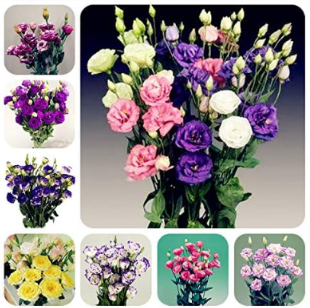 Eustoma Seed, Eustoma Flower (Color: Mixed)