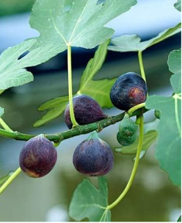 Big Plants Balcony Potted Fruit Tree Fig Seed (Color: 2)
