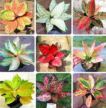 Aglaonema 'Pink Dud' Beautiful Mosaic Plants Perennial Evergreen Trees (Color: Mix)