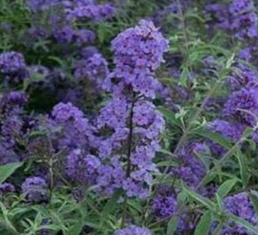Dwarf Blue Butterfly Bush Seeds