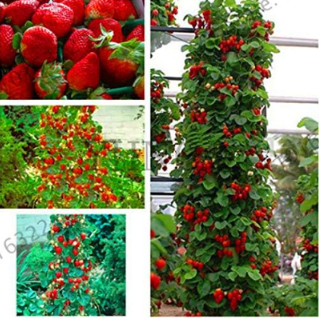 Rainbow Strawberry Garden,Giant Strawberry,Rare Seed Organic Fruit (Color: Mix)